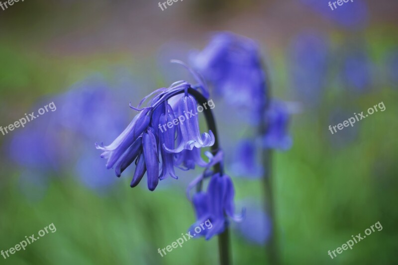 Bluebells Flowers Field Free Photos