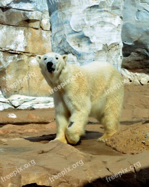 Polar Bear Ursus Animal Bear White