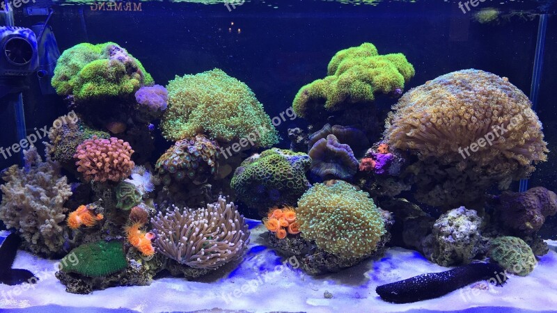 Aquarium Marine Coral Free Photos