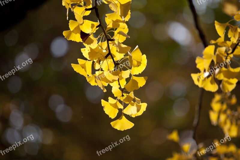 Autumn Autumn Leaves Maple Landscape The Leaves