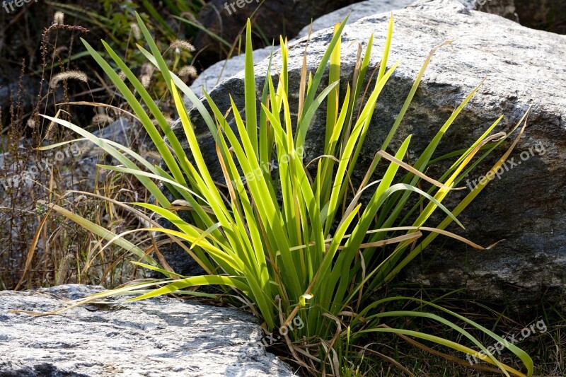 Nature Prices Plants Garden In Autumn