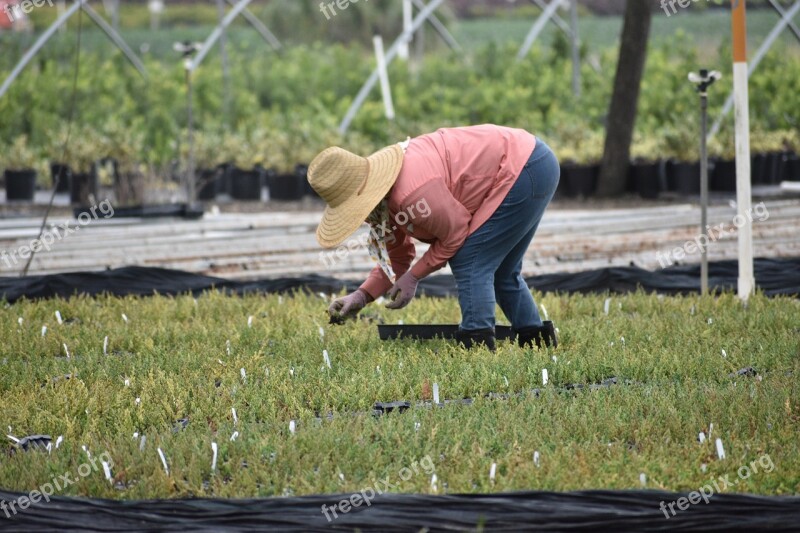 Nursery Work People Woman Worker