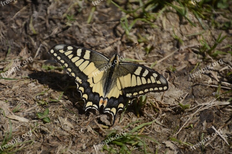 Butterfly Mountains Shimmer National Park Protected