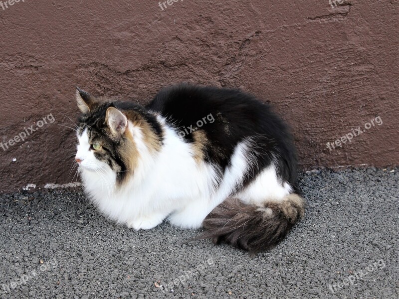 Cat Cats Cute Cat Pets Closeup