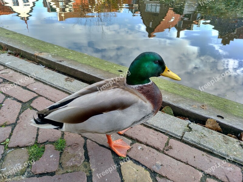 Duck Animal Peak Nature Ave