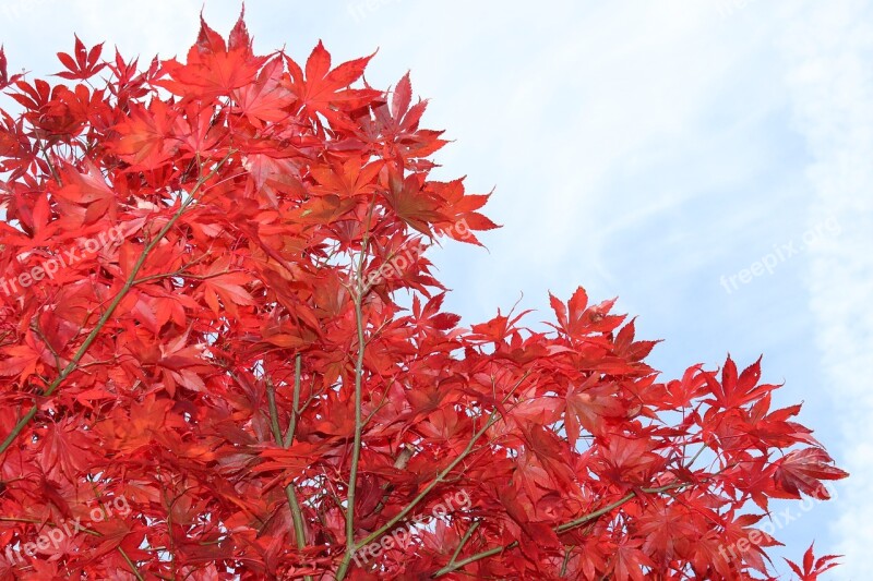 Maple Red Leaves Tree Autumn