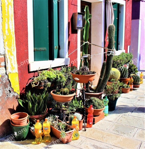 Cactus Pots Plants Potted Plant Pot