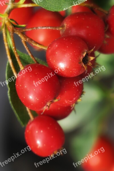 Apel Apple Fruit Hawthorn Beauty Acid