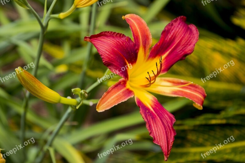 Garden Flowers Beauty Places Landscape