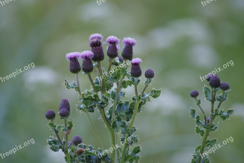 Thistle Scotland St Combs Botany Free Photos