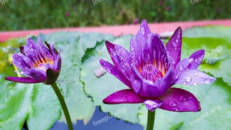 Water Lily Violet Flower Water Drop Free Photos