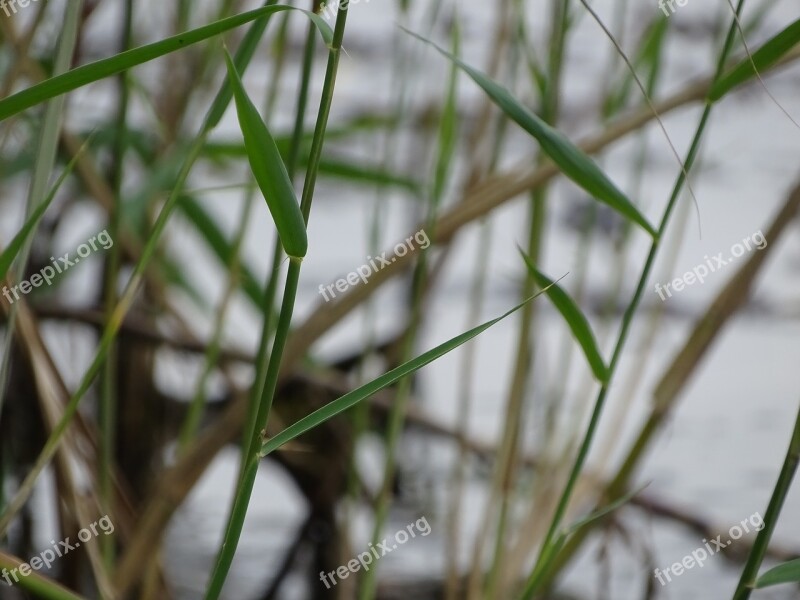 Grass Green Water Water Area Straws