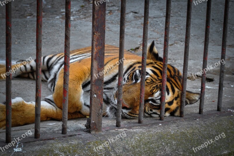 Tiger Animal Predator Cat Zoo