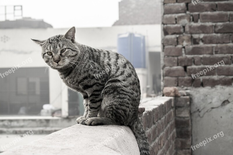 Cat Cat On Wall Cat Wall Animal Pet