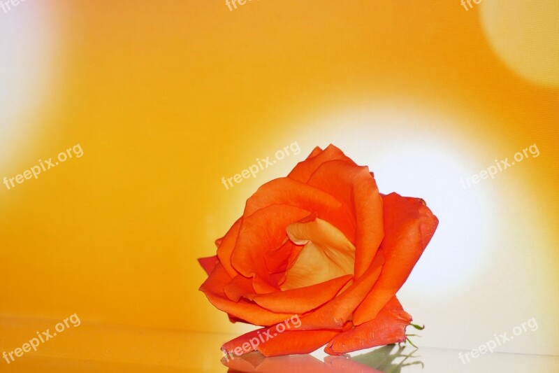 Rose Flower Orange Detail The Flower