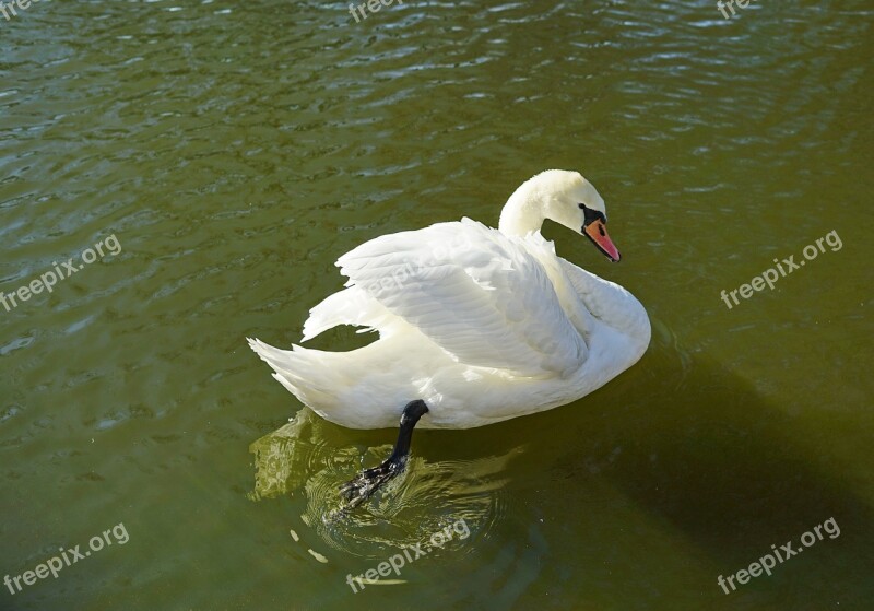 Swan Pond Water Autumn Reflection