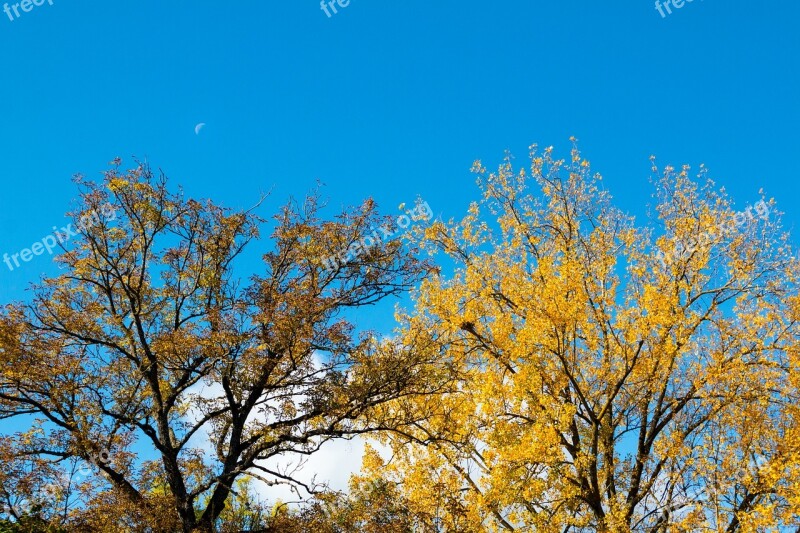 Autumn Trees Blue Sky Moon Sickle