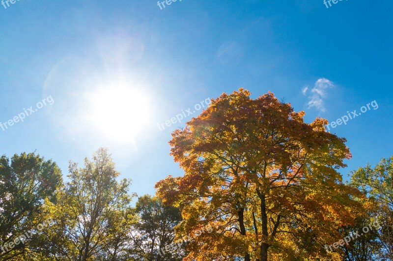 Colored Trees Autumn In The Lens Sun Warm