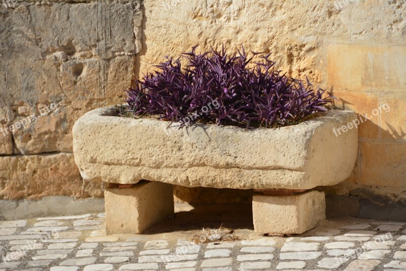 Italy Matera Flowers Free Photos