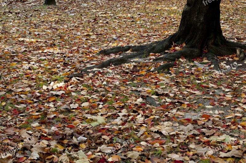 Autumn Autumn Leaves Maple Landscape The Leaves