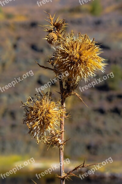 Thistle Dry Plant Nature Wild