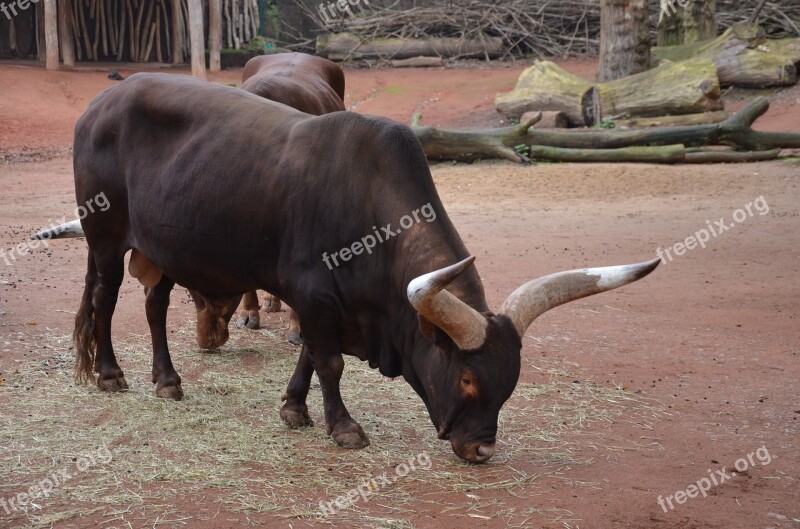 Bull Horns Beef Farm Animal World