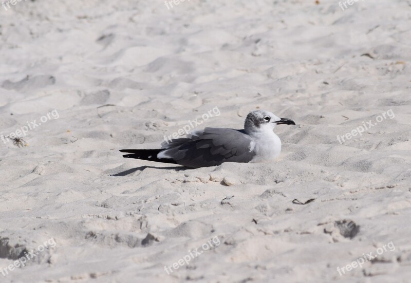 Resting Herring Gull Gull Shore Bird Animal Nature