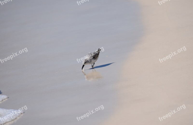 Sanderling Shore Bird Animal Nature Sand