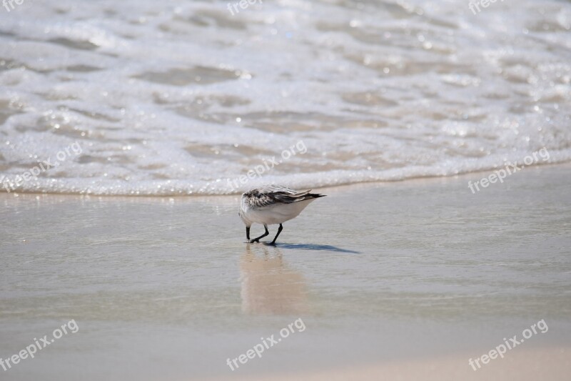 Sanderling Shore Bird Animal Nature Sand