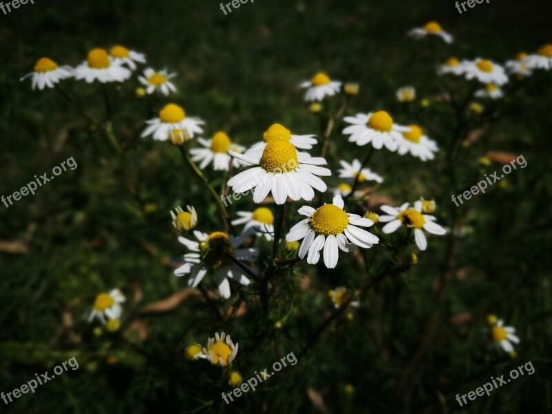 Flower Flowers White Yellow Armonia