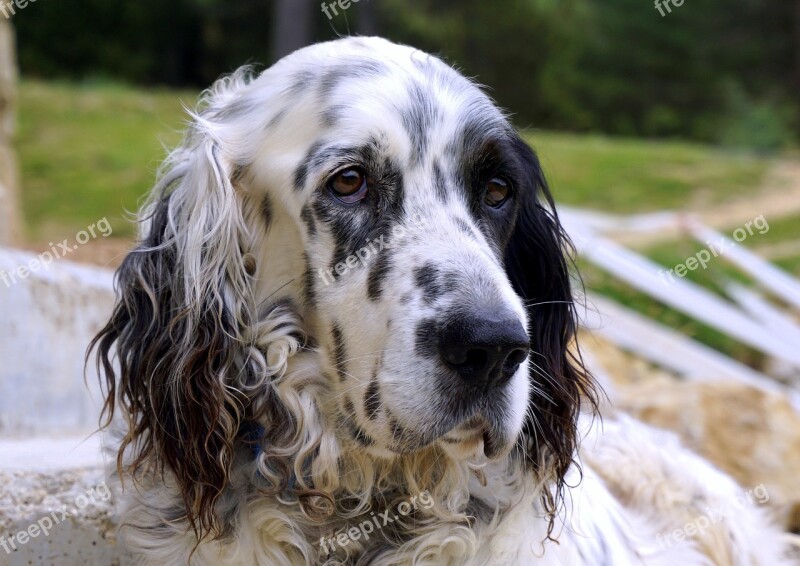 Dog Animal Pets Sheepdog Profile Dog