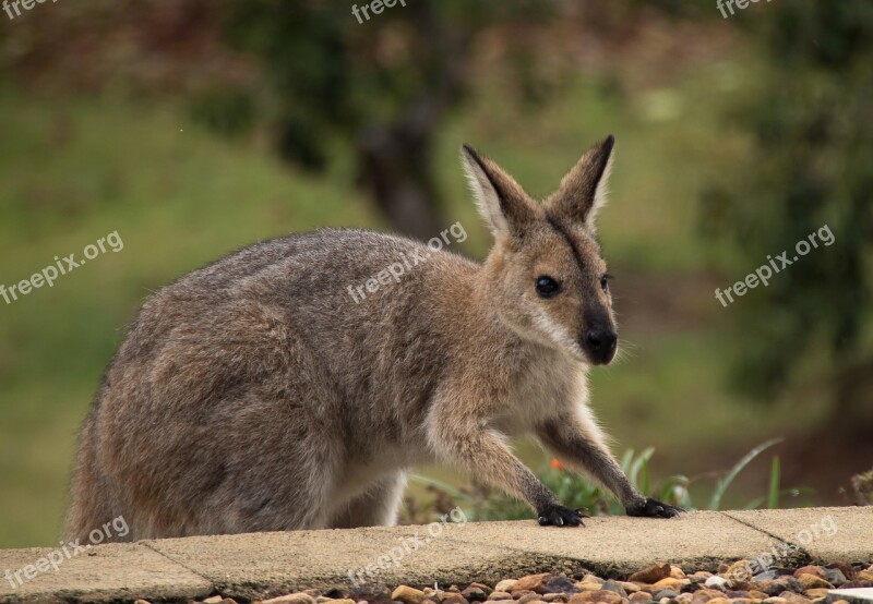 Wallaby Rednecked Wallaby Climbing Steps Exploring