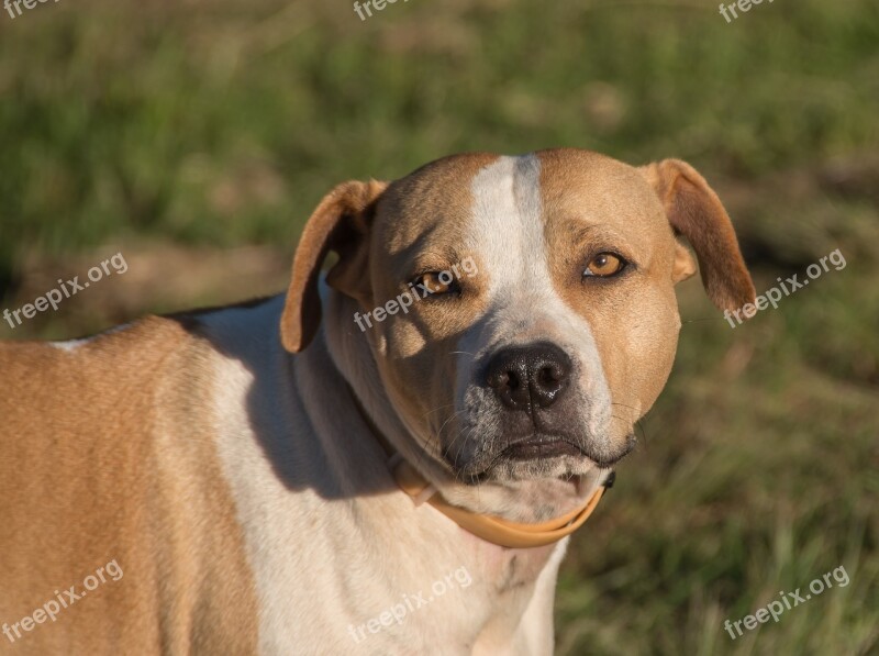 Dog Staffordshire Bull Terrier American Breed Brown