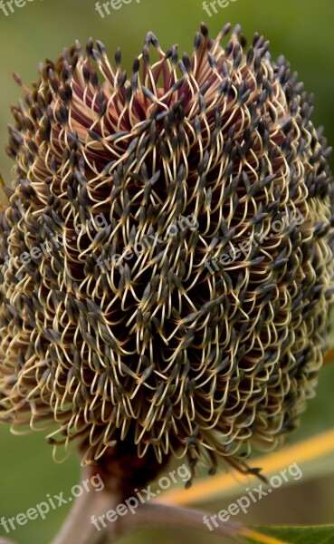 Banksia Robur Swamp Banksia Flower New Opening