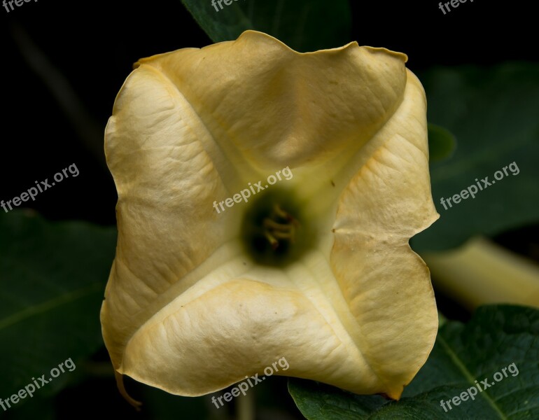 Flower Yellow Angel's Trumpet Brugmansia Bloom