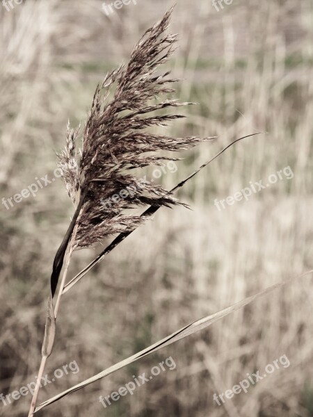 Reed Arid Dried Autumn Waterfront