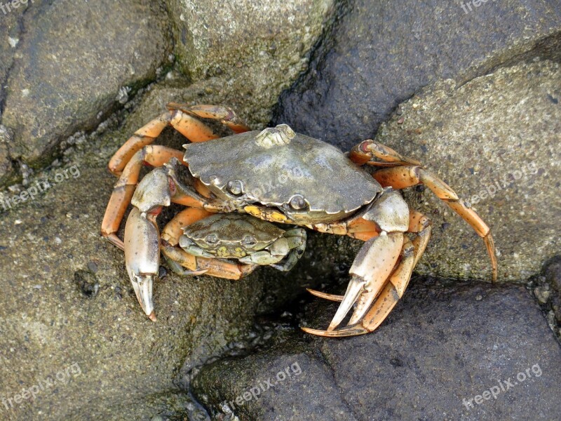 Crab Pairing North Sea Free Photos