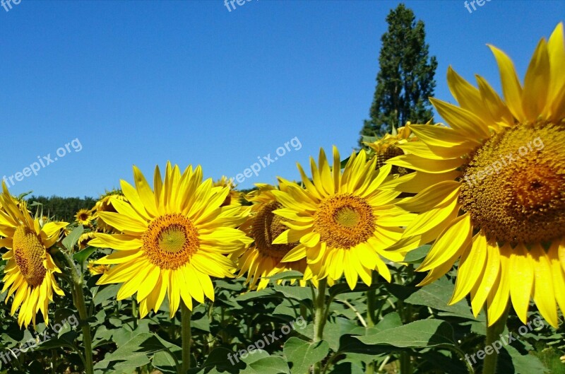 Nature Sunflowers Flower Plant Summer