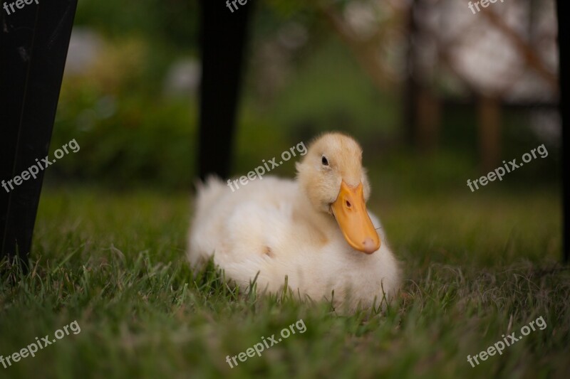 Duckling Animals Duck Chick Nature