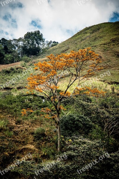 Tree Crown Nature Forest Sky