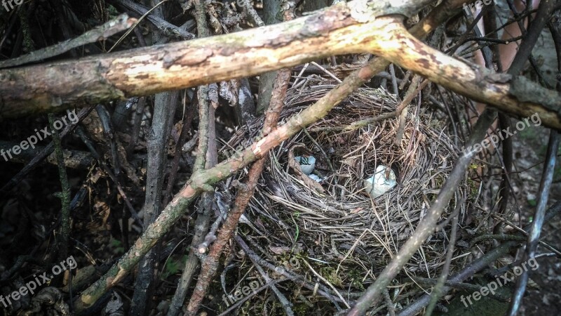 Socket Birds Bird's Nest Eggs Thrush