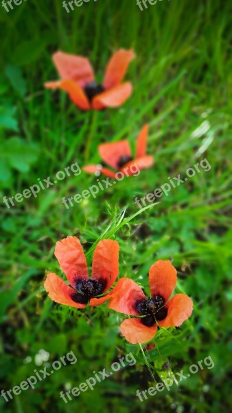 Poppies Meadow Red Flowers Poppy Flower