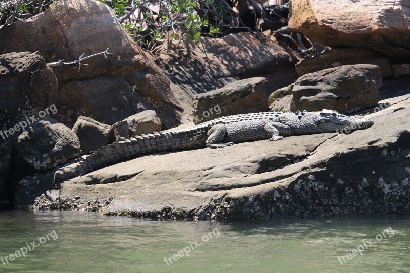 Kimberley Saltwater Crocodile Australia Crocodile Free Photos