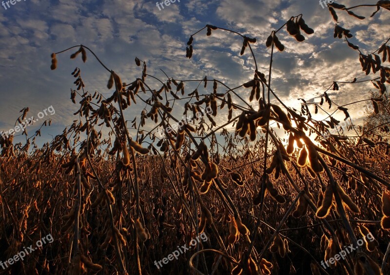 Soybeans Harvest Agriculture Field Farm