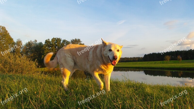 Dog Hybrid White Animal Meadow