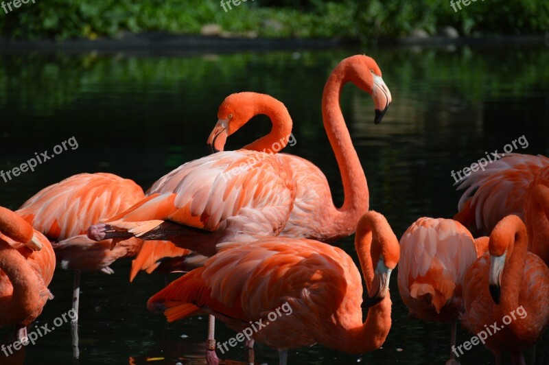 Pink Pelican Stand Water Water Bird Free Photos