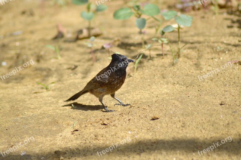 Bird Nature Cuckoo Love Home Maker