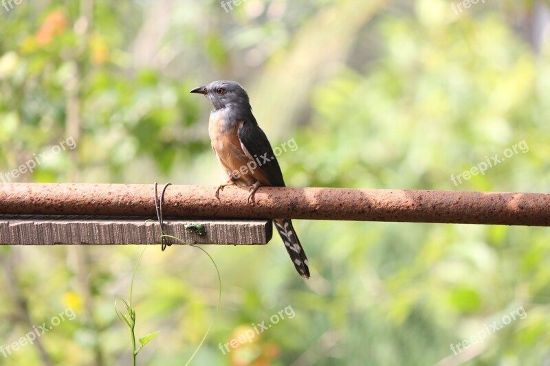 Deep Bird Scenes Free Photos