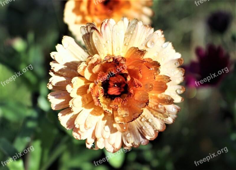 Marigold Flower Flowers Yellow Summer