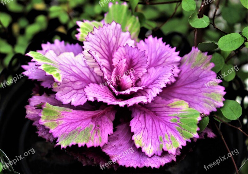 Autumn Flower Cabbage Ornamental Plant Ornament Bowl